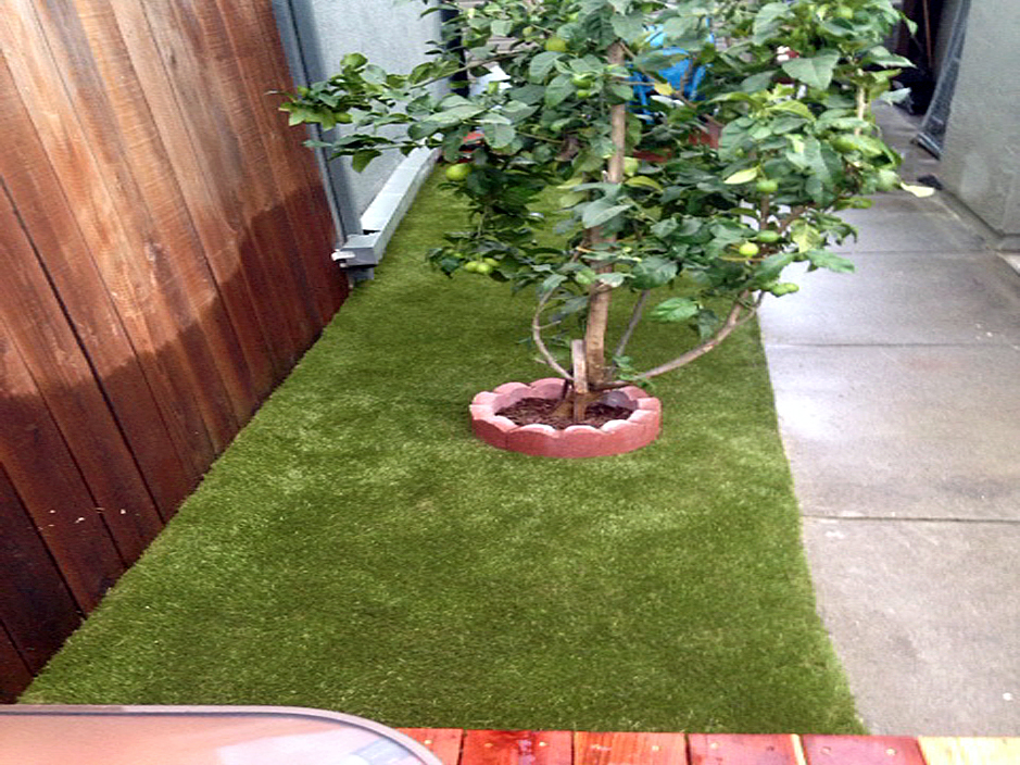 Artificial Turf Cost Pena Blanca New Mexico Dog Pound Backyard