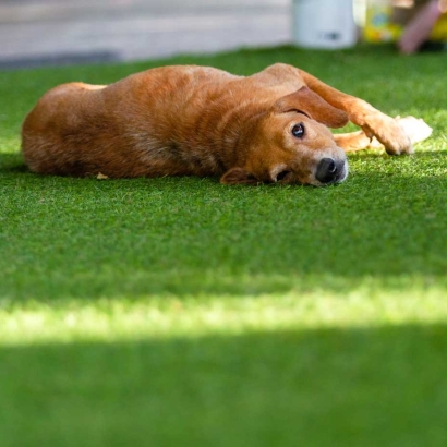 Dogs loves to sleep and play on synthetic lawn with artificial grass