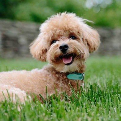 Dogs enjoys synthetic lawn