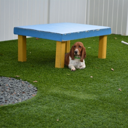 Artificial Grass Ohkay Owingeh, New Mexico Fake Grass For Dogs, Dogs