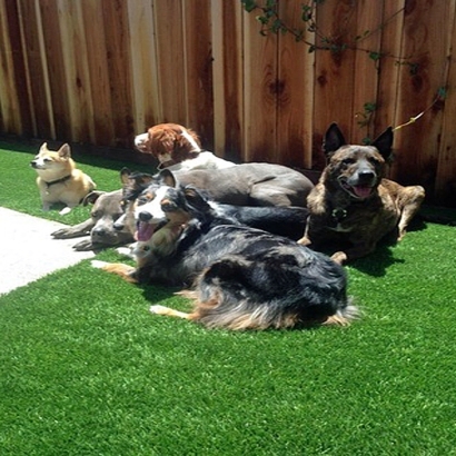 Artificial Grass in Pecos, New Mexico