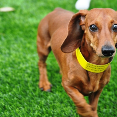 Artificial Turf North San Ysidro, New Mexico Hotel For Dogs, Grass for Dogs