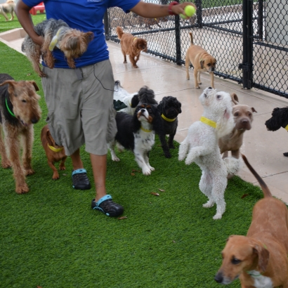 Fake Lawn San Rafael, New Mexico Dogs, Dogs