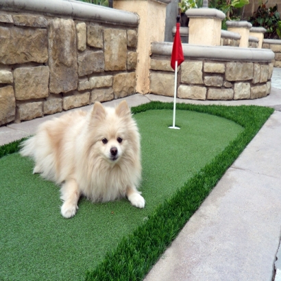 Faux Grass Abeytas, New Mexico Garden Ideas, Dog Kennels