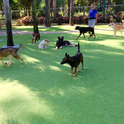 Grass Carpet Canones, New Mexico Indoor Dog Park, Dogs Runs