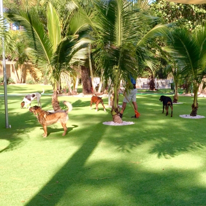 Fake Grass in El Duende, New Mexico