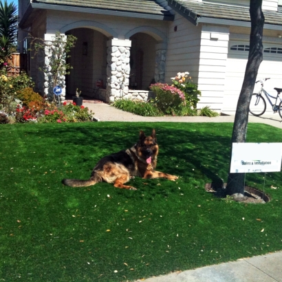 How To Install Artificial Grass Torreon, New Mexico Dog Pound, Front Yard Design
