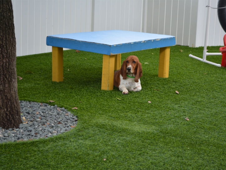 Artificial Grass Ohkay Owingeh, New Mexico Fake Grass For Dogs, Dogs