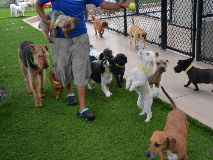 Fake Lawn San Rafael, New Mexico Dogs, Dogs