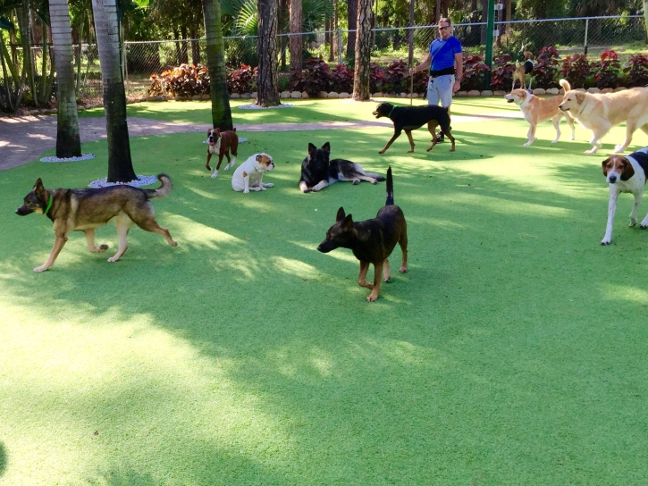 Grass Carpet Canones, New Mexico Indoor Dog Park, Dogs Runs