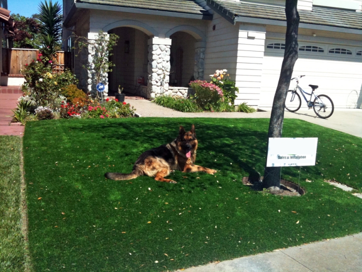 How To Install Artificial Grass Torreon, New Mexico Dog Pound, Front Yard Design