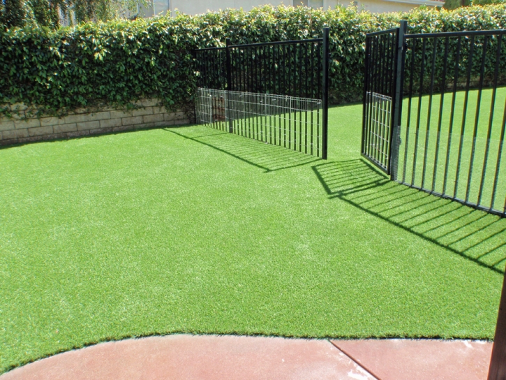 Synthetic Grass Golden, New Mexico Pictures Of Dogs, Front Yard Ideas